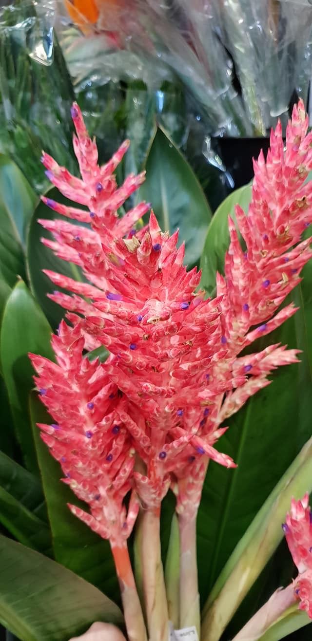 Bromeliad Stems Outdoor Plants Bromeliads Plants