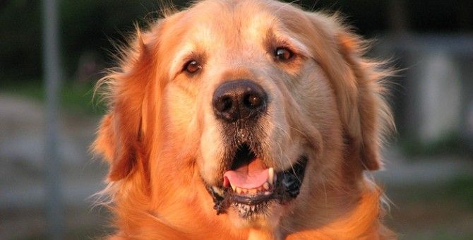 Best Homemade Dog Food Golden Retrievers Best Homemade Dog Food Golden Retrievers