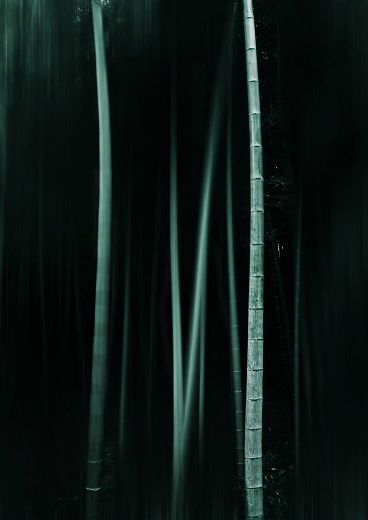 145 best bamboo images on Pinterest Bamboo, Bamboo architecture - fresh invitation letter japanese embassy 145 best bamboo images on Pinterest Bamboo, Bamboo architecture - fresh invitation letter japanese embassy