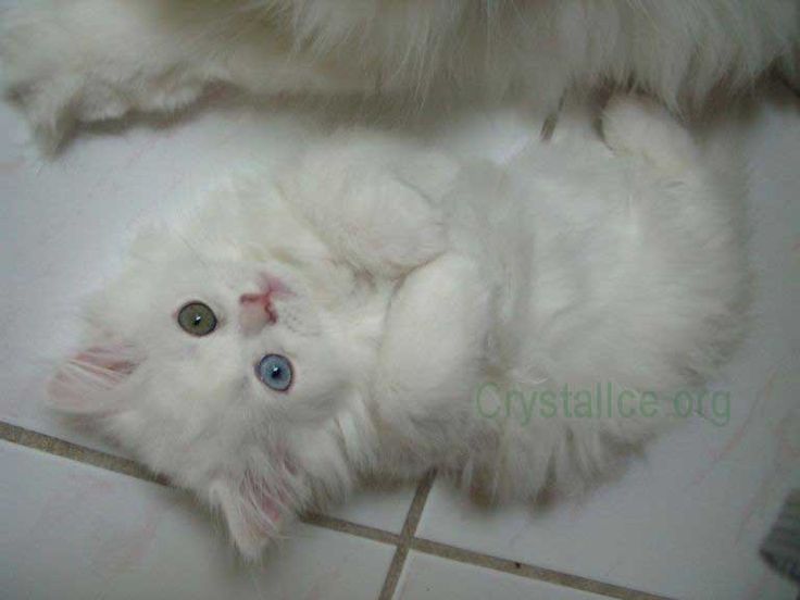 Ragamuffin Kittens For Sale In Florida