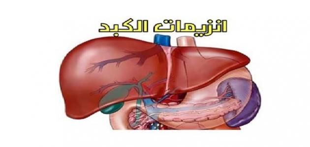 ماذا يحدث لو ارتفعت نسبة انزيمات الكبد Bicycle Helmet Helmet Bicycle