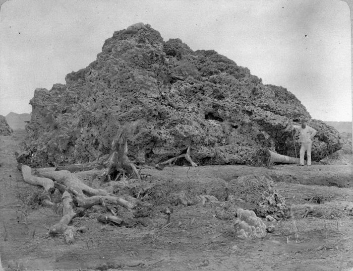 Coral block thown onto the shore of Jawa after the Krakatau eruption of 1883 Source Tropen