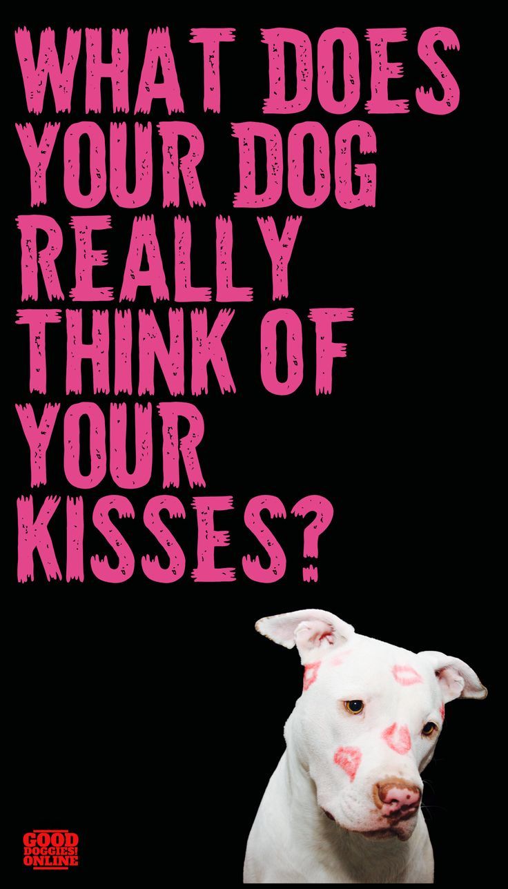 What Does Your Dog Really Think Of Your Kisses Big Dog Little