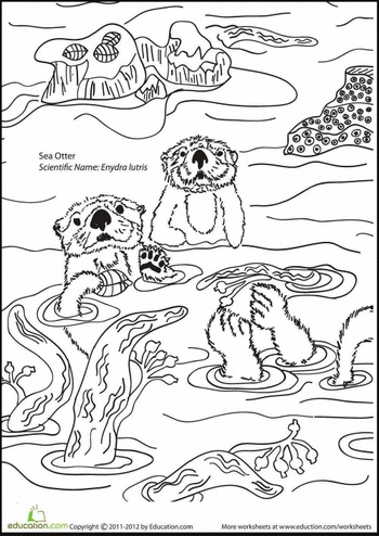 color the sea otters