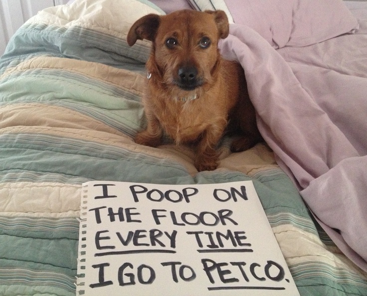 What Smells Make Dogs Go Poop What Smells Make Dogs Go Poop