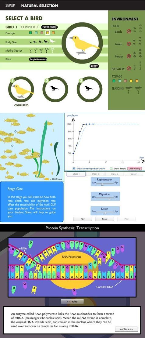 Higher biology natural selection essay