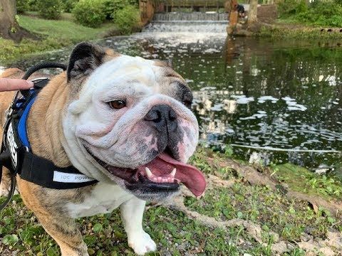 Reuben The Bulldog Greenfield Lake Park Lake Park Dog Life Park