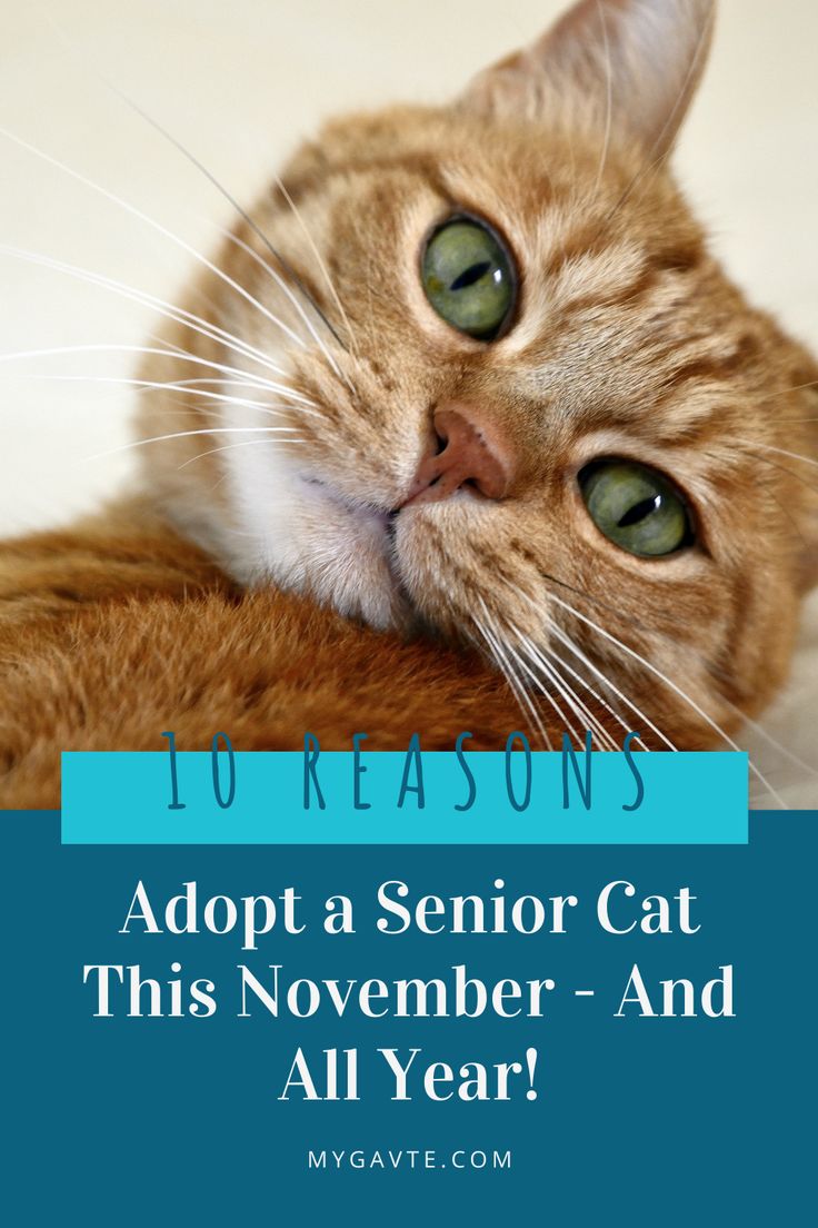 10 Reasons To Adopt A Senior Cat This November And All Year Cat 10-reasons-to-adopt-a-senior-cat-this-november-and-all-year-cat