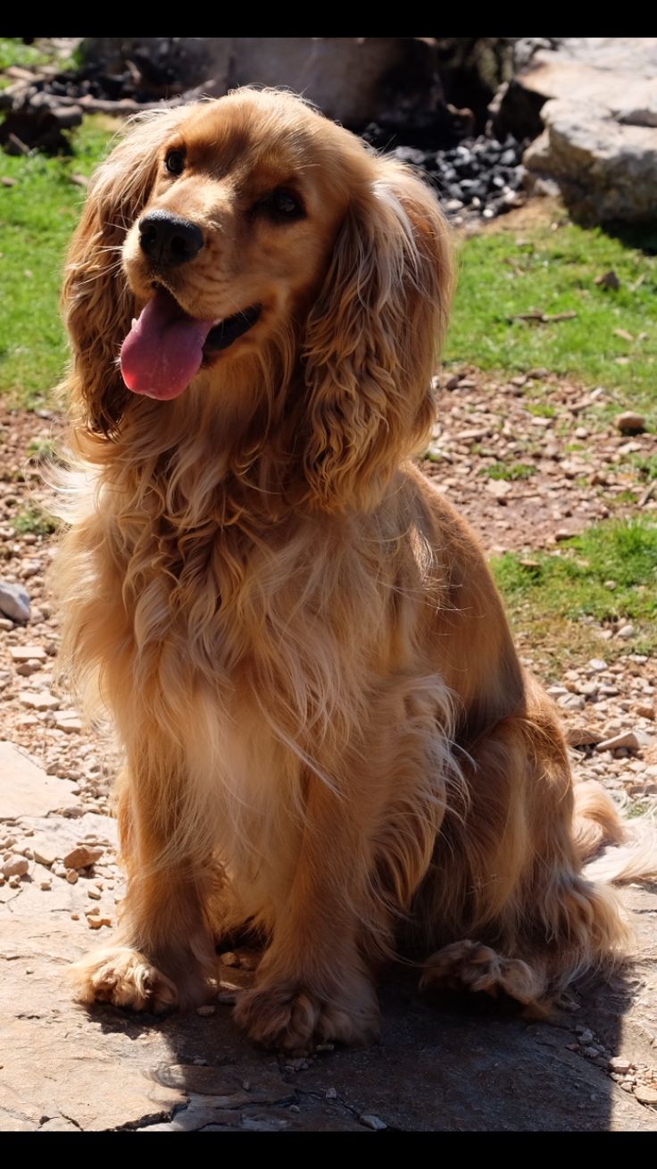 australian shepherd zucht bayern 42 best beaucerons images on pinterest animals dog lovers and php australian shepherd zucht bayern 42 best beaucerons images on pinterest animals dog lovers and php