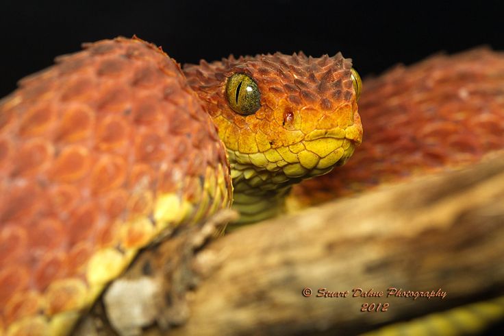 Lizards Starting With The Letter V Lizards Starting With The Letter V