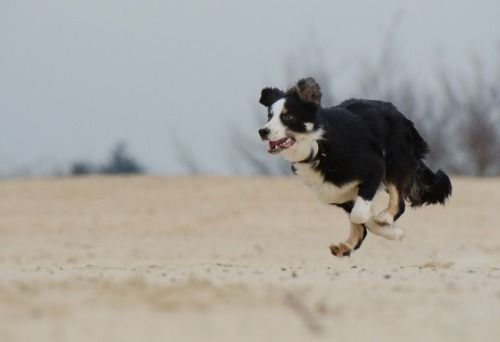 Bordercollie Colliepoint Aggressive Dog Dogs Dog Exercise