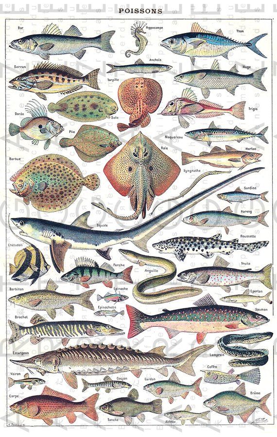 Marine Life Vintage Illustration By Adolphe Millot Larousse Etsy Illustration Graphic Design Print Digital Collage Sheets
