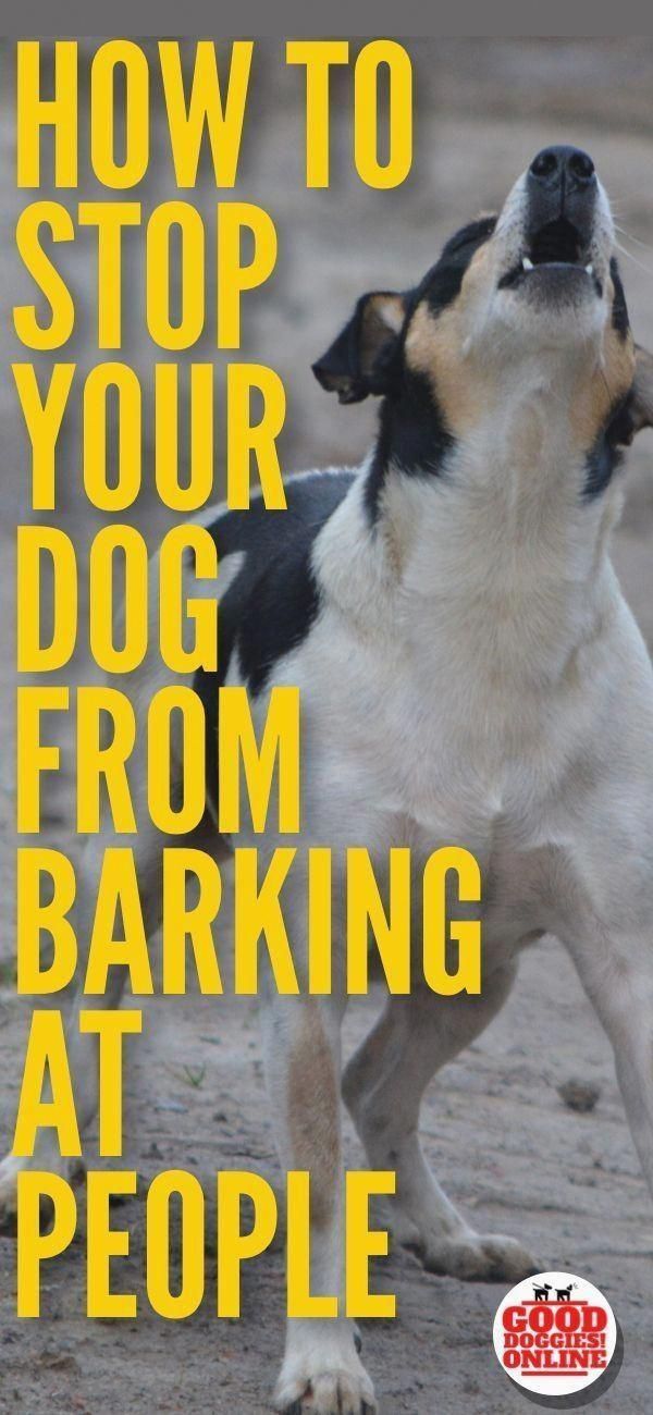 Dog Training Essentials Click The Pic For Lots Of Dog Obedience