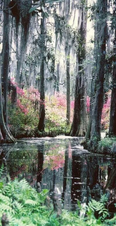 Cypress Gardens Monks Corner North Charleston, South Carolina Cypress Gardens Monks Corner North Charleston, South Carolina