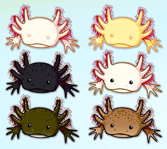 axolotl cute love heart salamander Vinyl Sticker