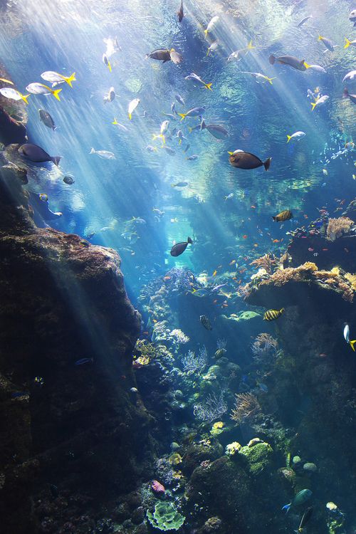 Under The Sea のアイデア 50 件 生き物 美しい海の生き物 海水魚