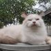 PilBu_Ragdoll