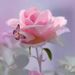 Sonja Smith Funeral Group (Pty) Ltd