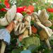 MyFairyGardens.com