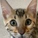 Tacomal cats