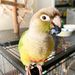 Tyler Parrots