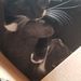 Gay Cats