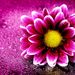 Harshitha