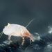 Dust Mite Solutions | An Allergy Blog With Tips and Experience