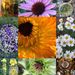 Vanessa's Sunshine Herbals