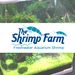 theshrimpfarm