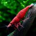 theshrimptank