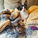 Crochet on Wheels