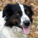 Kings Keep Farm Dogs