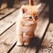 Cats tips & info | kittens | Pets Lovers