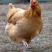 Self Sufficient Living & Homesteading