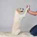 Puppy Tales Studio | Tips, advice & care for dog owners