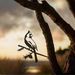 Metalbird | Metal Art + Home and Garden Decor