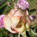 PrairieRose Mom