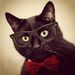 El Blog del Gato