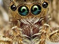 just look at that little face it looks like a little green bunny this absurdly cute caterpillar is the larva of the j caterpillar cute moth beautiful bugs