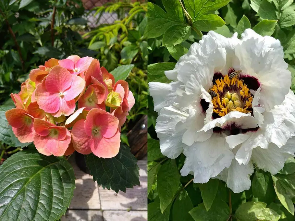 Hydrangea vs Peony: Battle of Blooming – World of Garden Plants Peonies And Hydrangeas, Garden Plants, Planting Flowers, Bloom, Peony, Battle, Treasures, Peonies