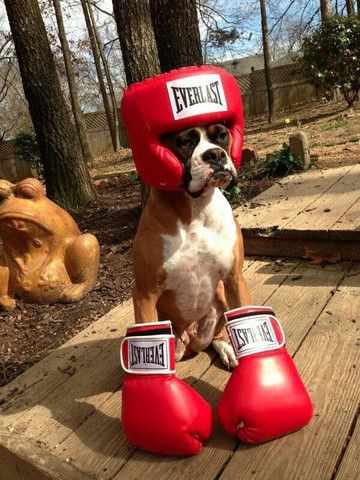 47 Cute Fun And Scary Halloween Costumes For Your Boxer Boxer