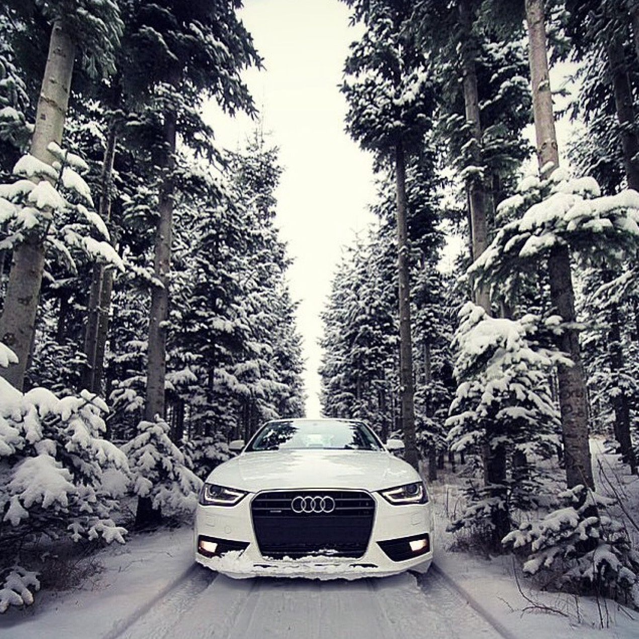 There's just nothing quite like playing in a #AudiA4 in woods, in the snow! It really is the most #wonderful time of the year!! Audi A6, Audi 2017, Transport Moto, Limousine, Lovely Car, Beautiful, Audi Sedan, Allroad Audi, Dream Cars Audi