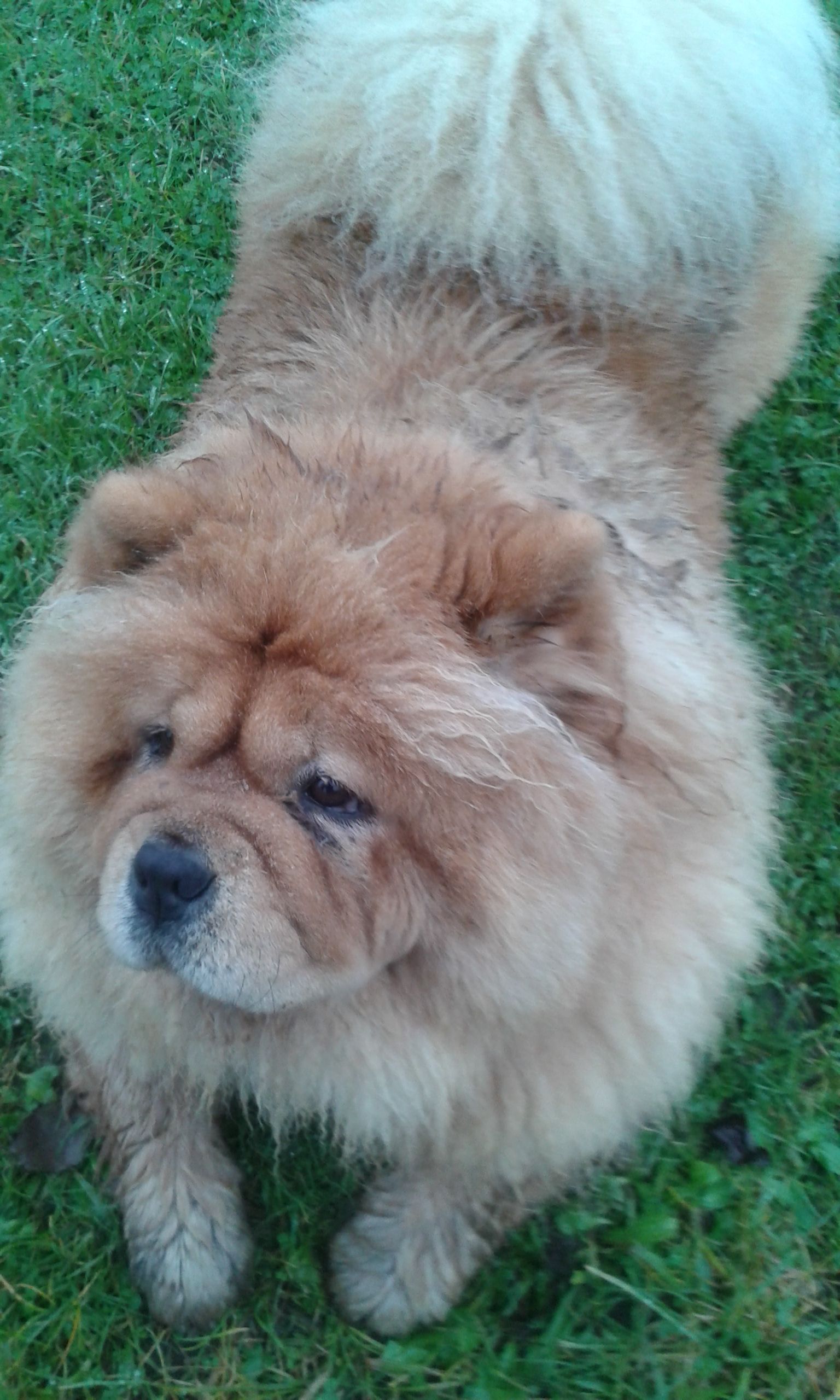 Mishka After Rolling In Wet Grass Beautiful Dogs Best Dogs For