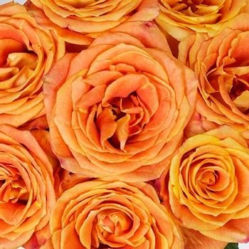 Silantoi Sunset Rose - 150 Roses