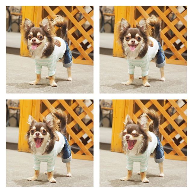 ジョーカーズタウンでランラン🐕🎶 チワワ #チョコタン #ロンチー #愛犬 #男の子 #親バカ部 #いぬのきもち #いぬのきもち #いぬのいる暮らし #いぬばか部 #わんこなしでは生きていけません会 #ジョーカーズタウン #アズノウアズデワン #chihuahua #dog #love #cute #smile #boys #family #angel #japanese #dogstagram #instagood #dogrun #run #jokerstown #happy #asknowasdewan