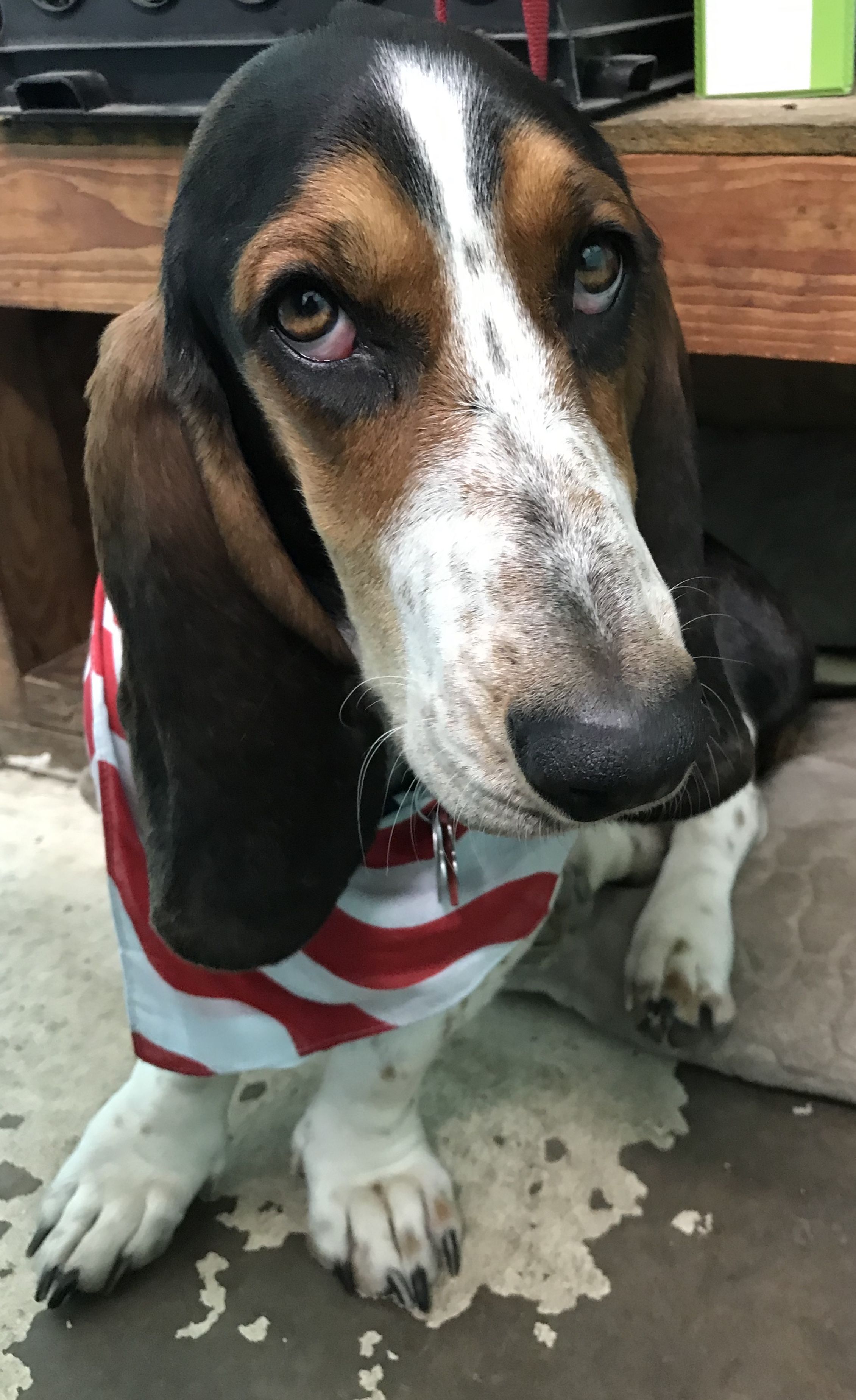 Pin By T Sheley Art On Bet Hounds Hound Dog Behavior Bet Hound Dog Behavior