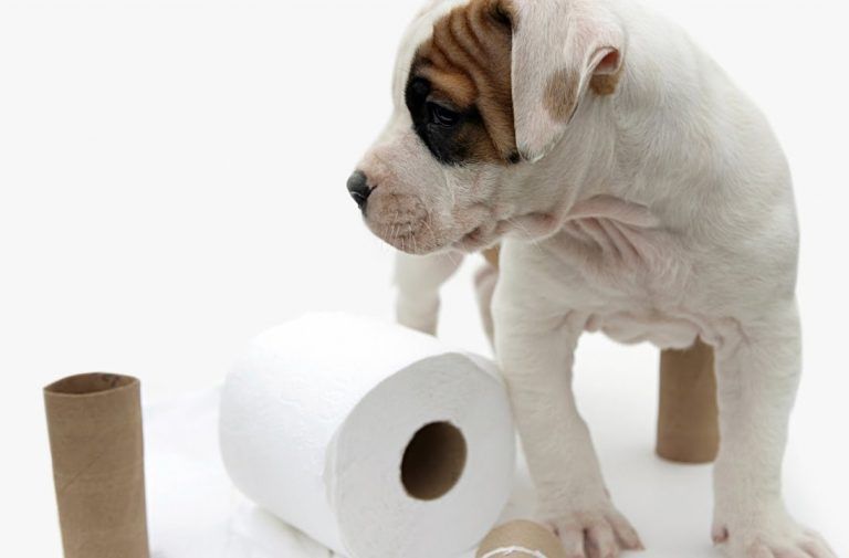 How To Potty Train An Older Dog Puppy Potty Training Tips