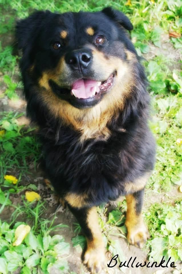 Adopt Bullwinkle On Pets Lovely Creatures Dogs Puppies