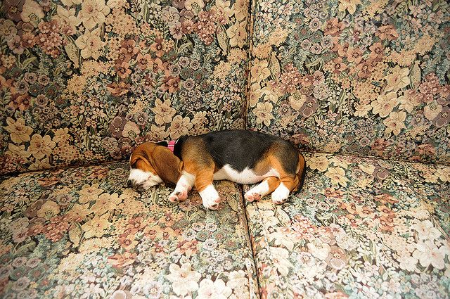 Scout Beagle Beagle Puppy Cute Beagles